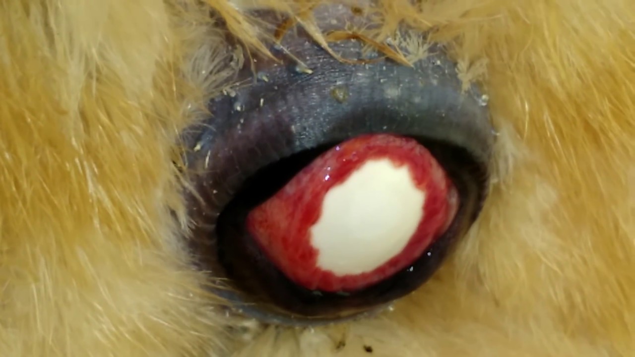 Chicken laying an egg (up close and personal) |Ruby's Zoo