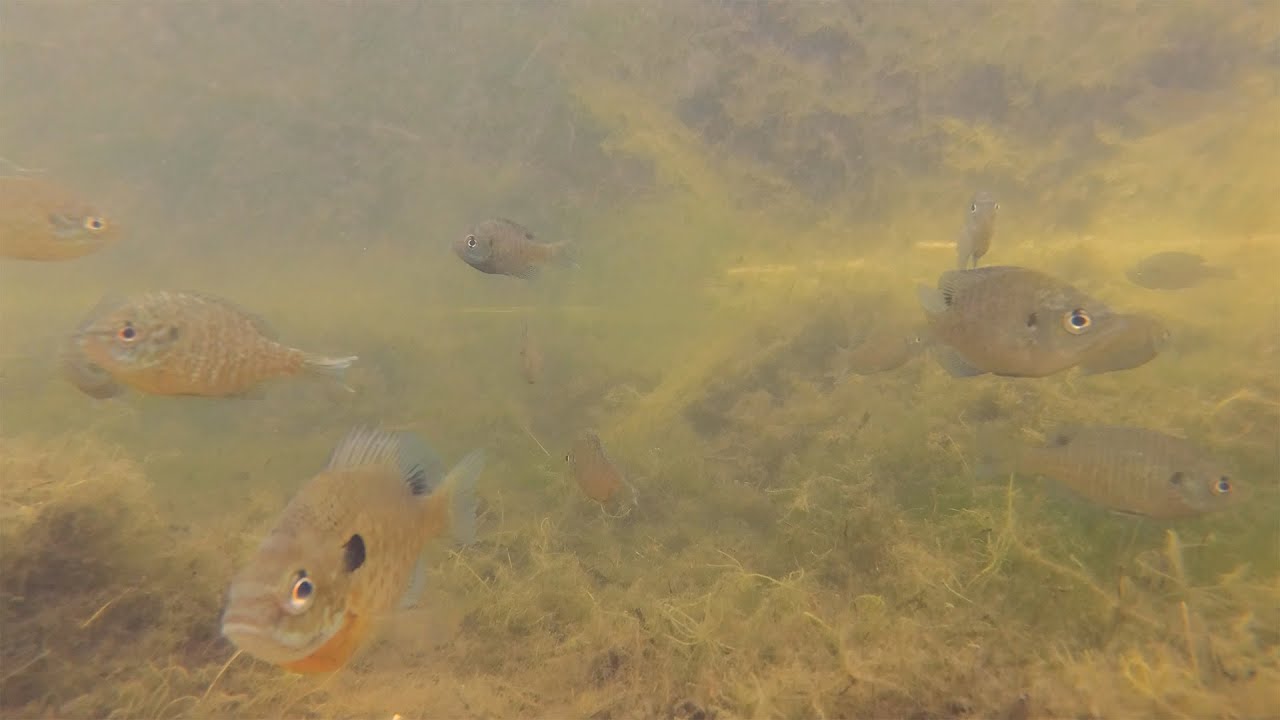 Spawning Time for Sunfish
