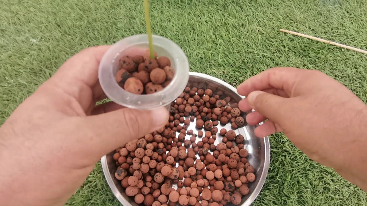 How to grow bitter melon hydroponically.
