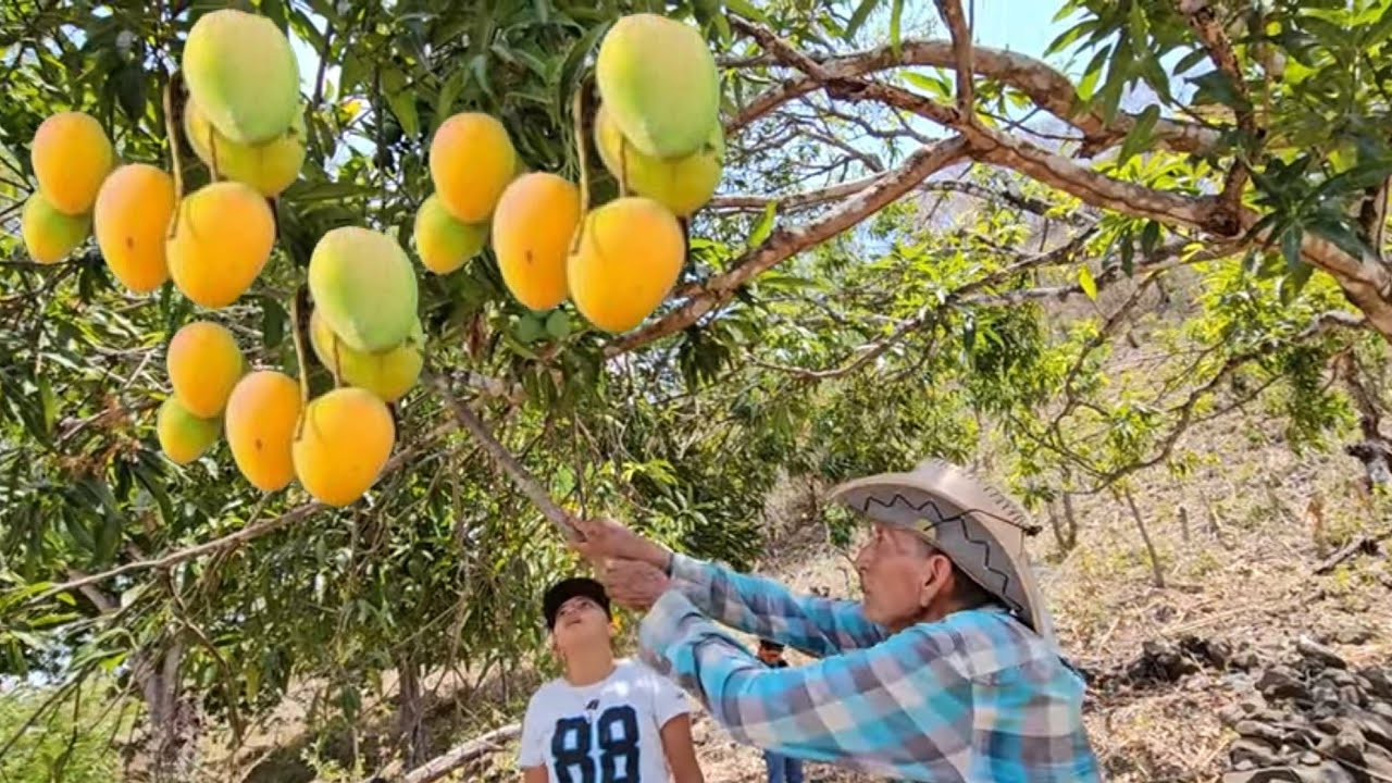 🛑Don Santos bajandoles mangos alas chicas😍/El Buen Salvadore&ntilde;o
