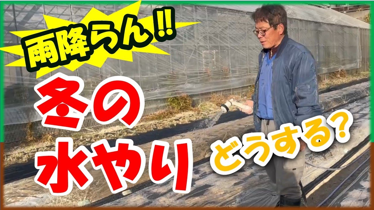 冬の水やりは必要？不要？雨が降らない時、水やりはどう判断する？
