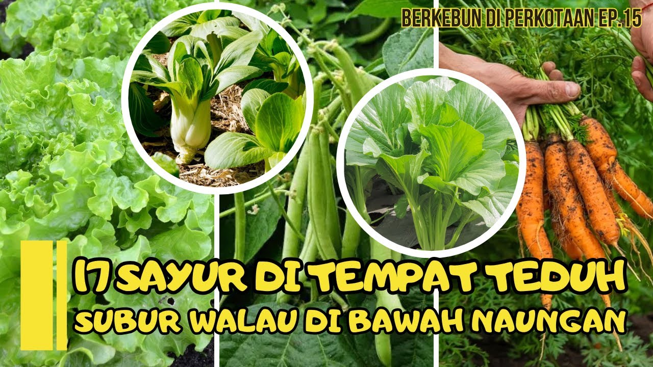17 Sayur Di Tempat Teduh | Subur Walau Di Bawah Naungan