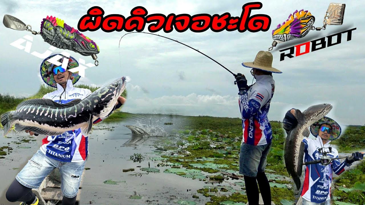 ตกปลาช่อน แต่โดนชะโดนเข้าแล้ว กบยางโรบอท