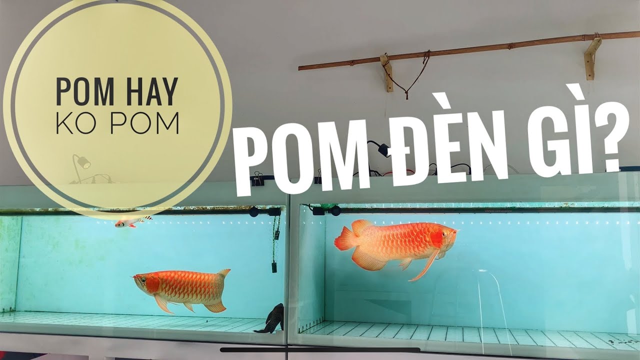 Huyết Long Phông Trắng - Huyết long cần pom không, đèn nóc cho huyết nhỏ