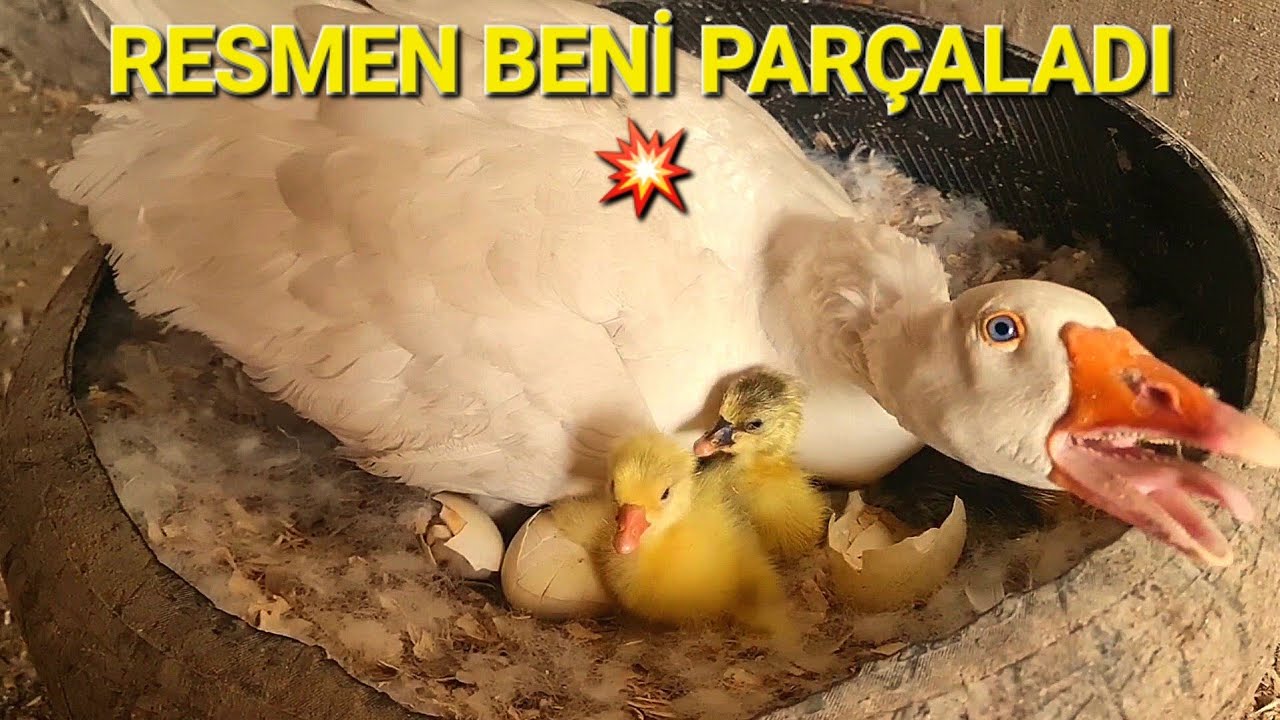 ÇORUM KAZI BAKMAK YÜREK İSTER/!ÇİFTLİK HAYATI?#kümeshayvanları #beçtavuğu #yumurtatoplamak #farming