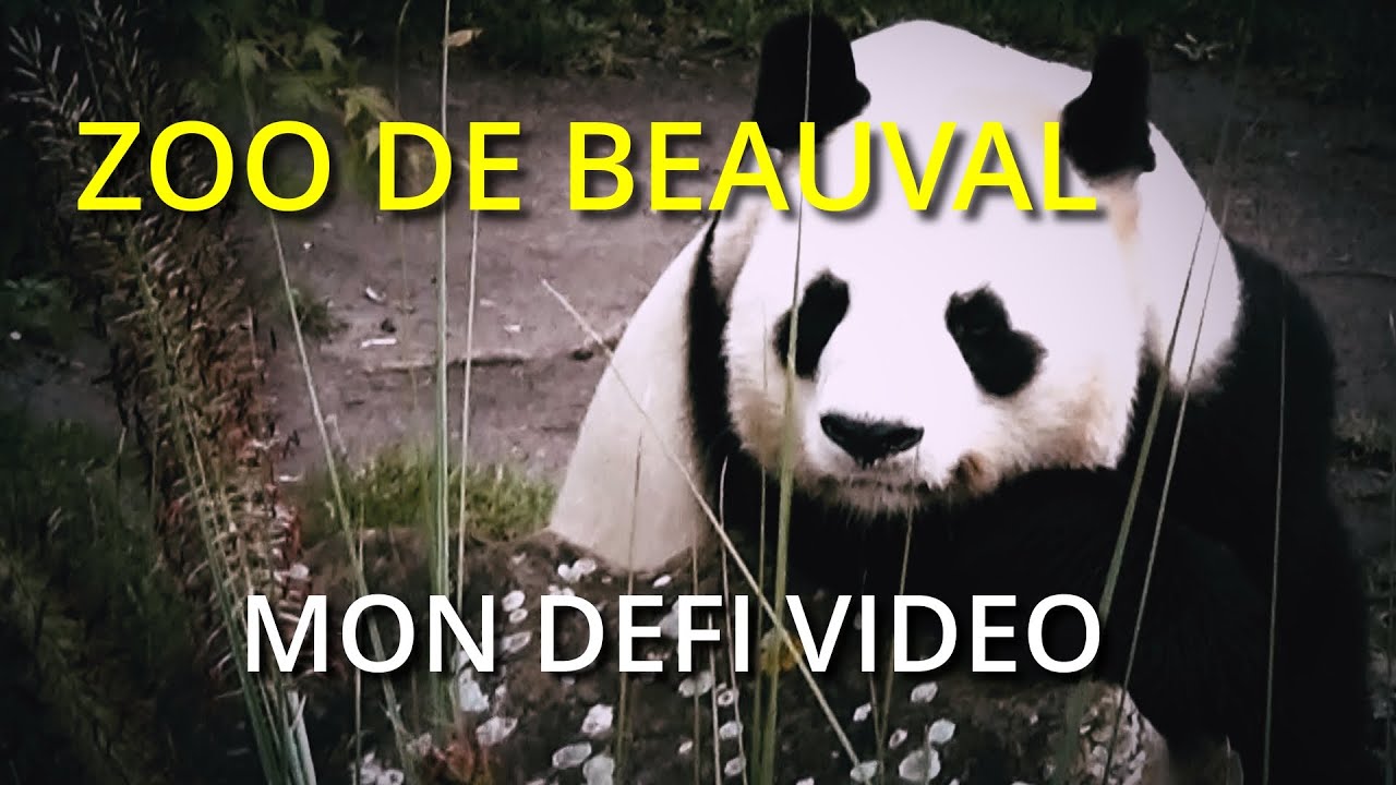 Zoo de Beauval : Immersion et Regards | Mon Défi Vidéo (Handycam HD & Sound Design)