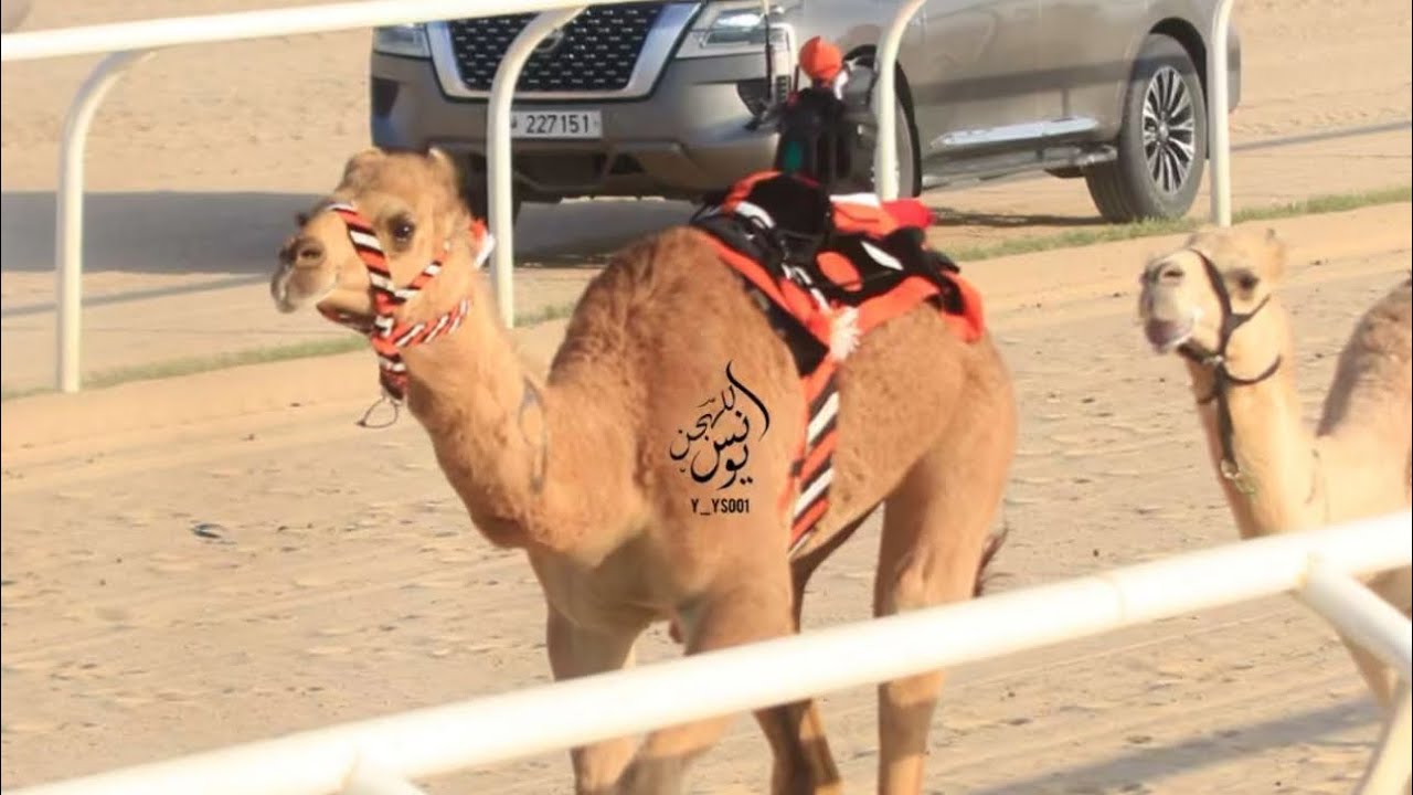 شواهين : فيصل سالم الفهيده المري