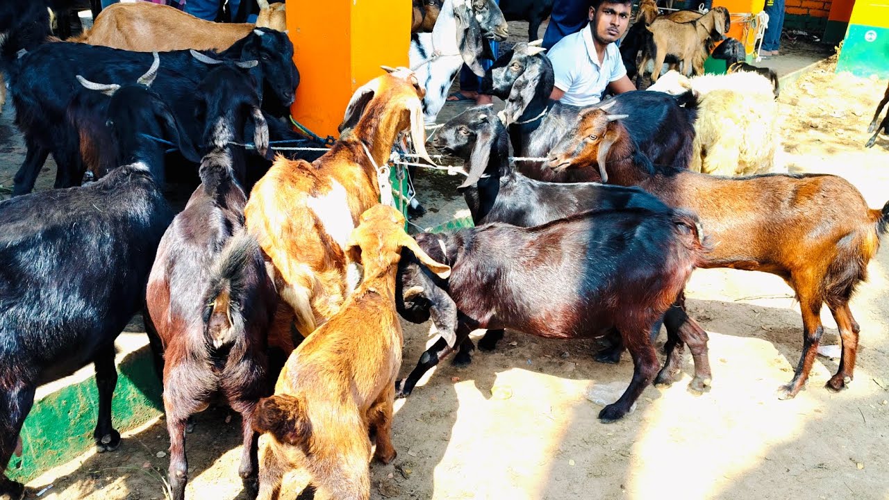 ছাগলের দাম কমে গেল#চলন বিল@চলনবিল-ব৬থ@ 