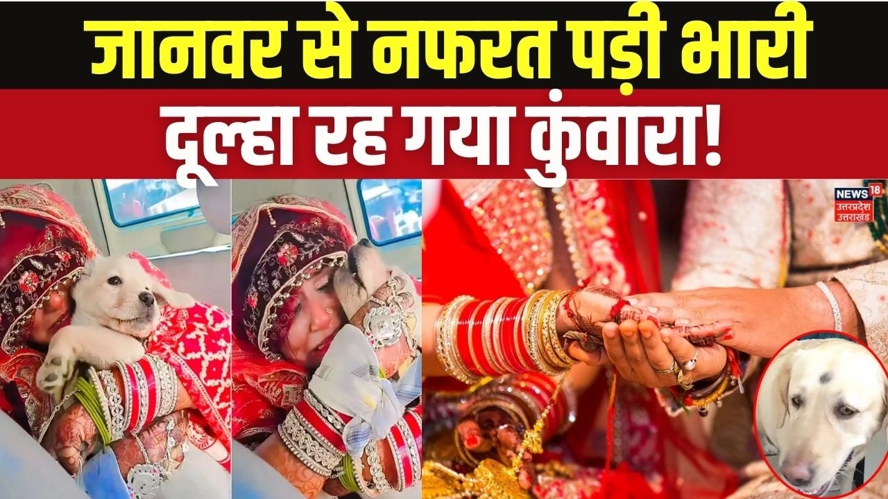 Cruelty to Dog Leads to Cancelled Wedding: बेजुबान पर उठाया हाथ, तो कैंसिल हुई बारात! Real Hero Girl