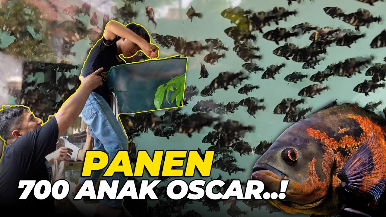 GILAA..!! WAKTUNYA PANEN 700 ANAKAN IKAN OSCAR..!! BINGUNG TEMPATNYA DIMANA..?!