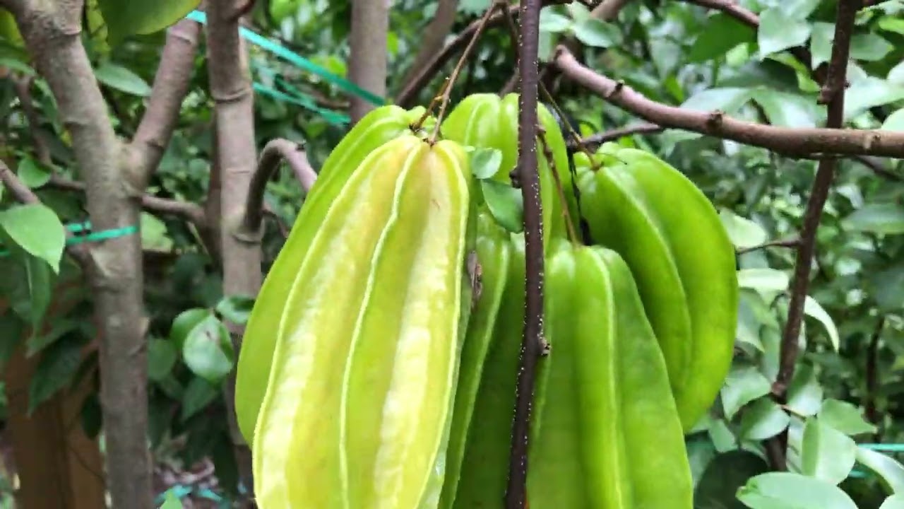 Tropical fruit trees greenhouse tour