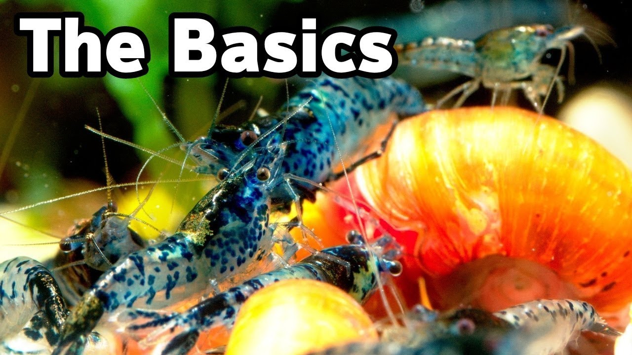 Shrimp Keeping Basics (Part 2)