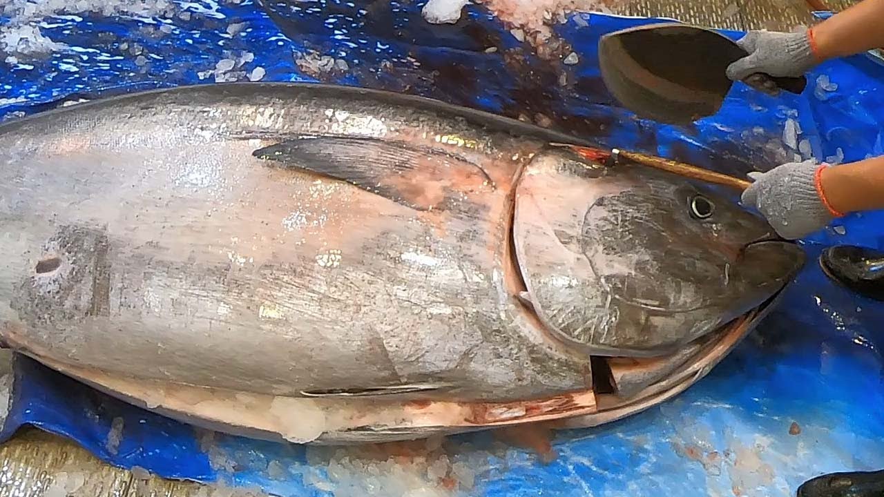 600 lb Giant Tuna Cutting Show & Sashimi - TAIWAN street food