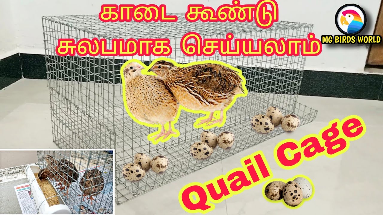 காடை கூண்டு (Quail Cage) | Simple | Easy | Cheep using waste mesh || MG BIRDS WORLD