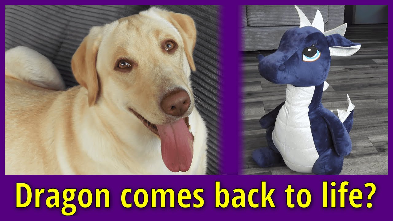 The dragon stuffed animal that was left for dead.