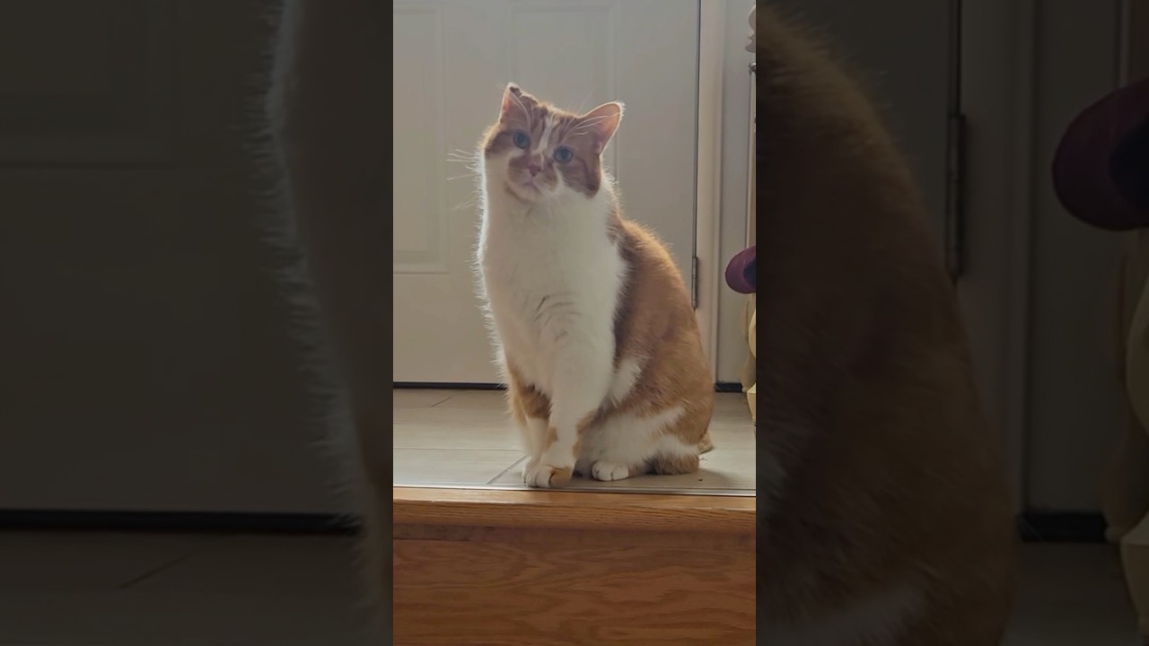 it&rsquo;s Bean vs. Cat Dad again&hellip; #funny