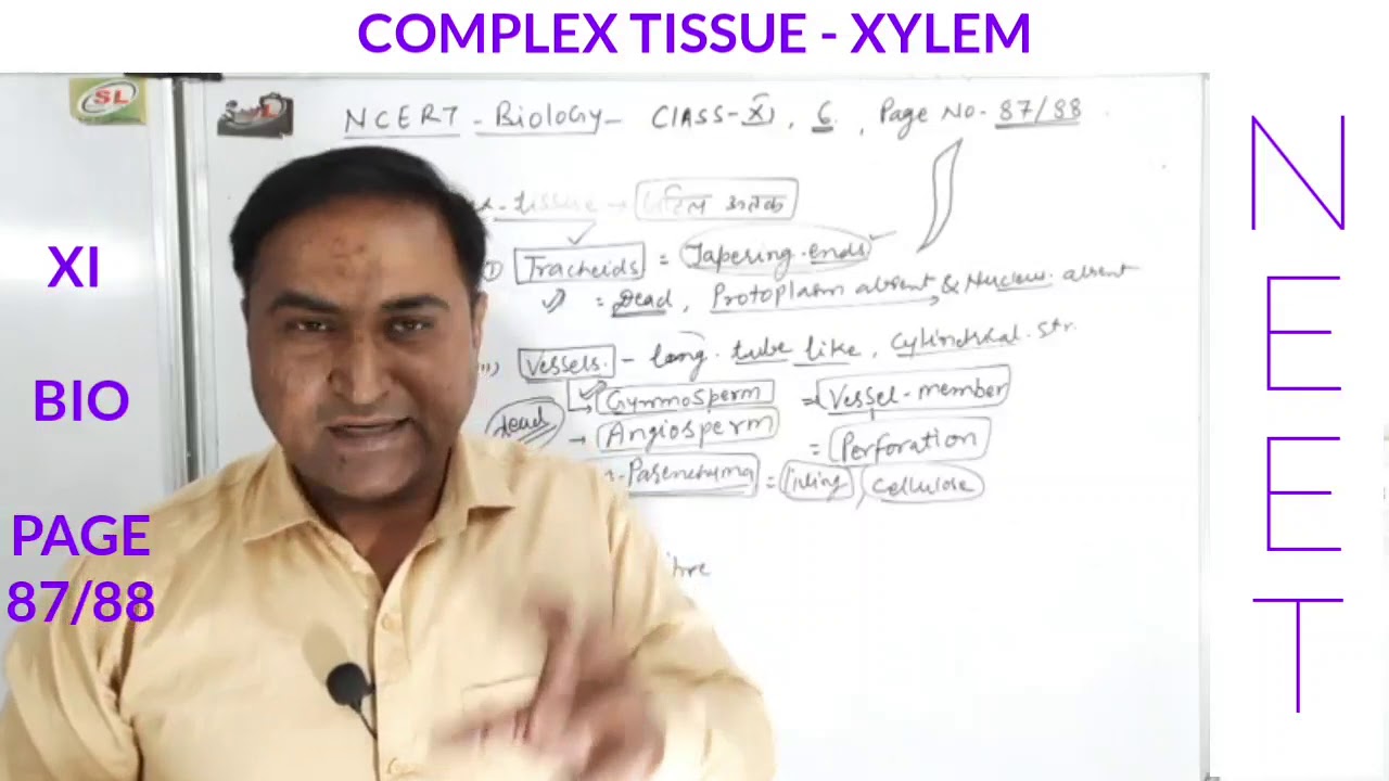COMPLEX TISSUE-XYLUM