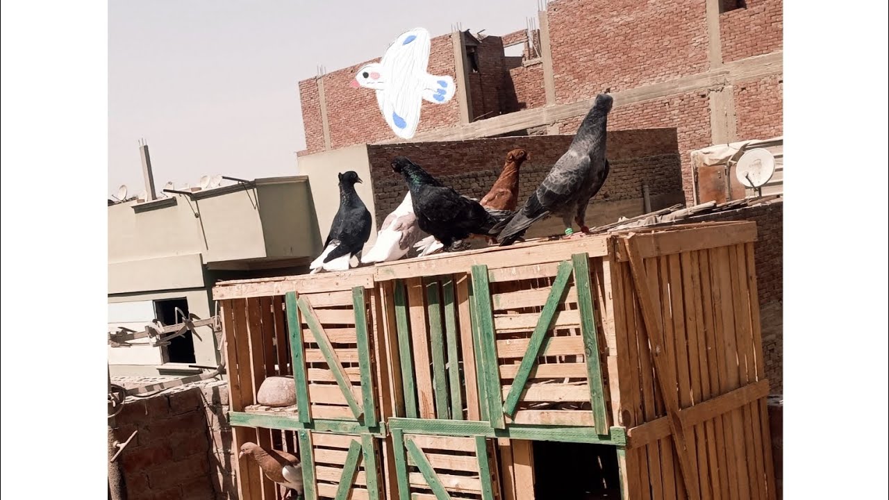 حميت الحمام🕊 و طهرناه من الحشرات 🪰🦟 