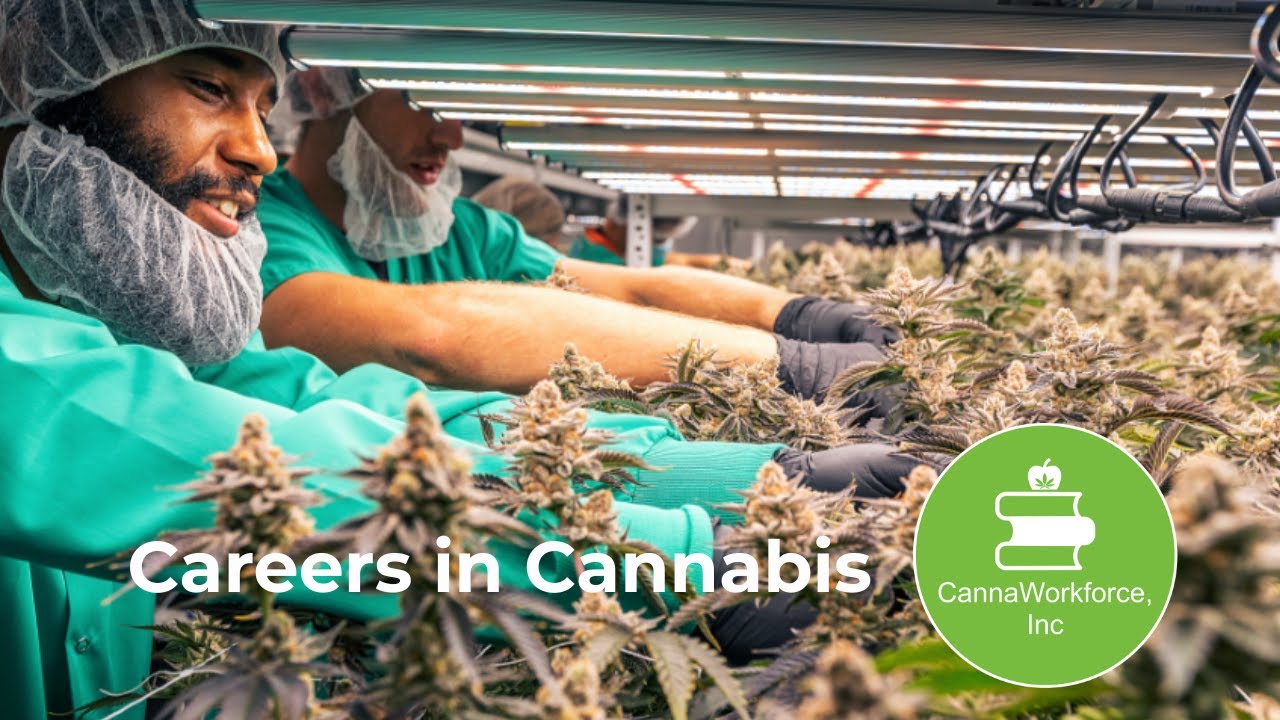CannaWorkforce Cannabis IndustryTraining: Careers in Cannabis