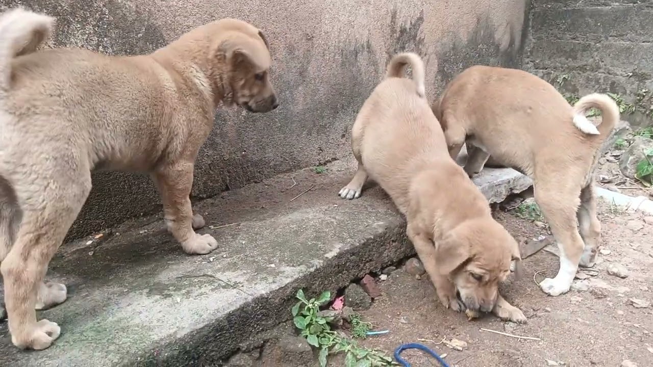 Cute Puppy vs Coconut Cover – So Funny 😆