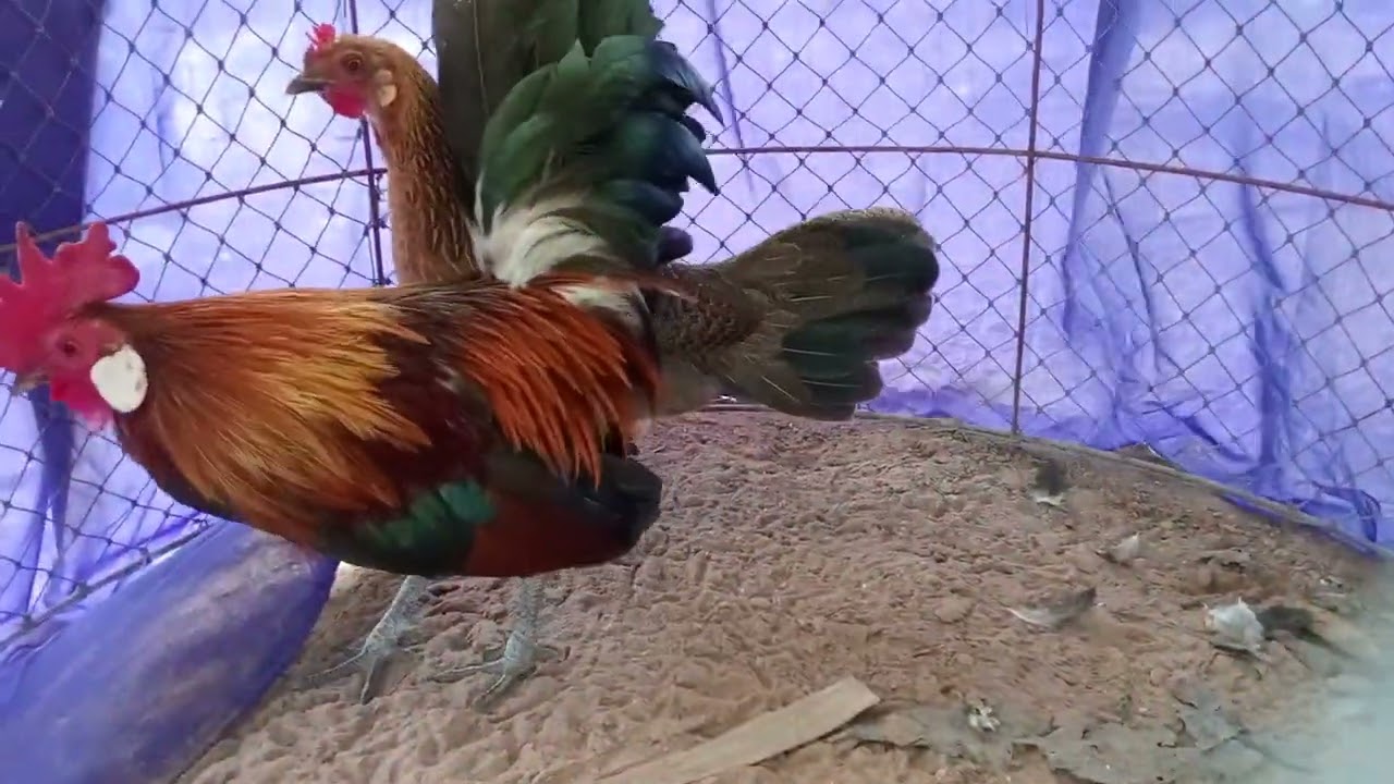 ไก่ต่อหูขาว 31ต.ค2025