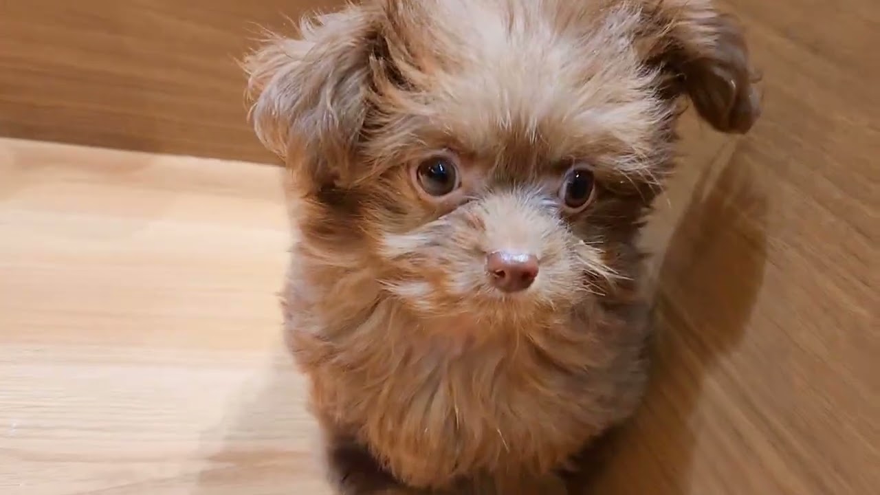 ペットショップ犬の家近江八幡店「197737」「チワプー」