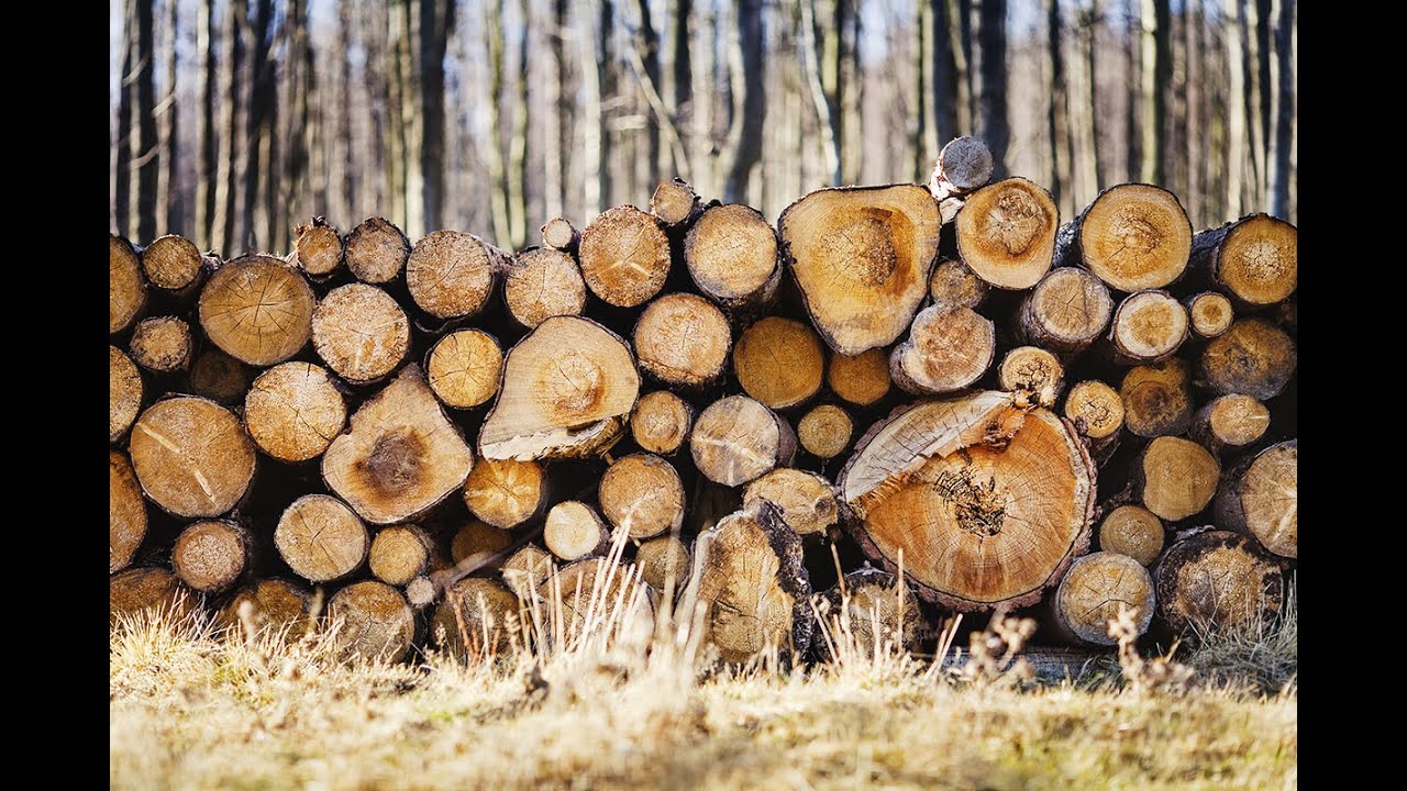 Produire des arbres plus solides pour l'industrie forestière – Jean Bousquet, Université Laval