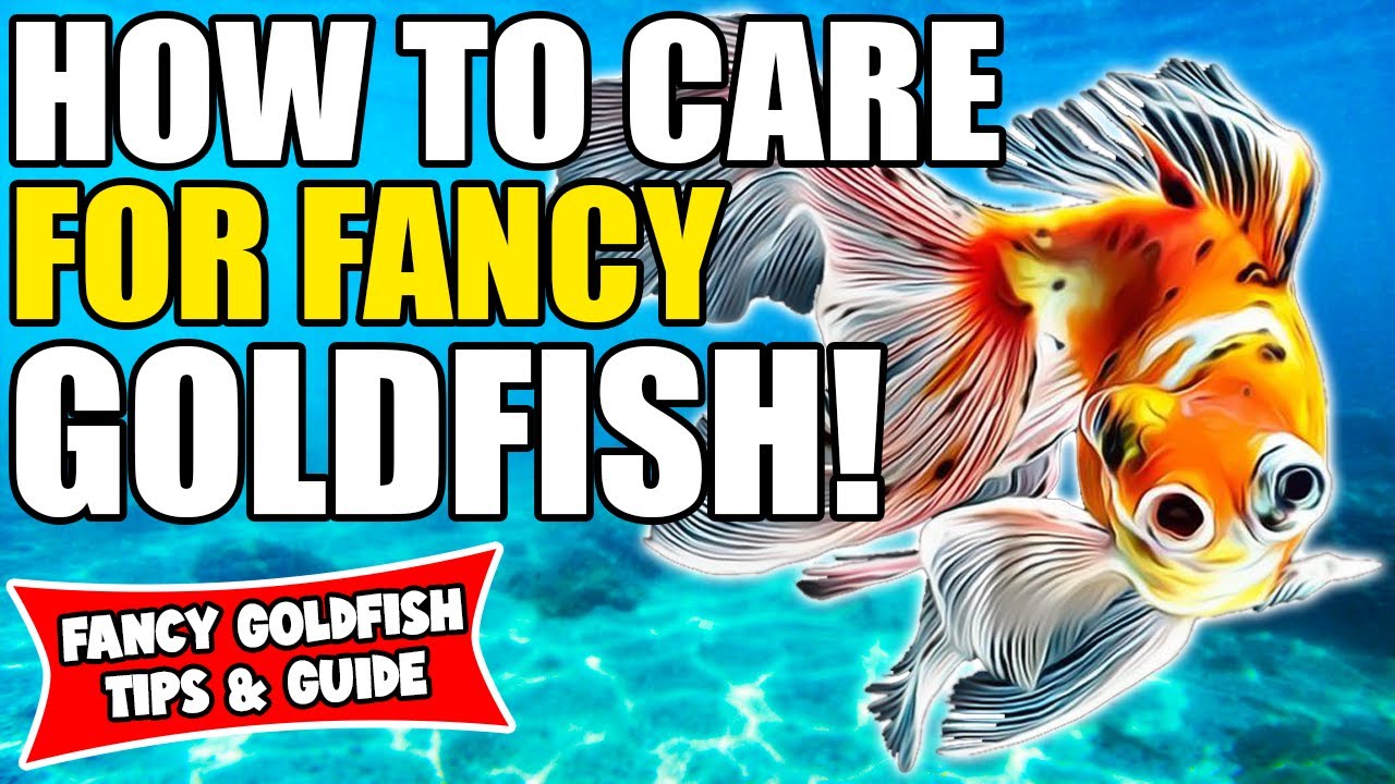 How To Care For Fancy Goldfish | Fancy Goldfish Care Guide | Fancy Goldfish For Beginners