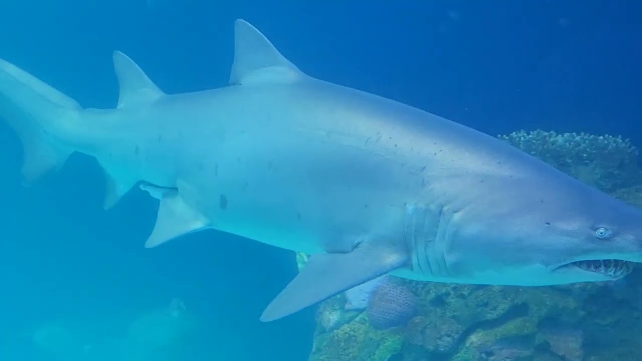 Aquarium opened finally at the Kansas City Zoo ( enjoy the sights)