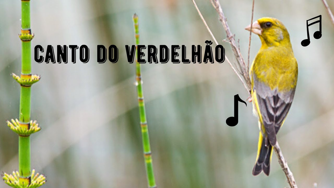 Canto do Verdelhão / Verderon / Grünfink / Verdone | European Greenfinch | Chloris Chloris