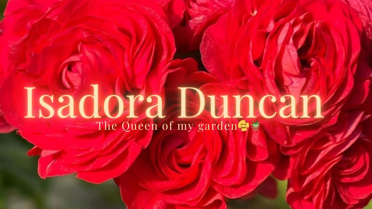 “ADDING NEW GERANIUM IN MY COLLECTION”  #geranium #isadora #isadoraduncan #gardeningideas #flowers 