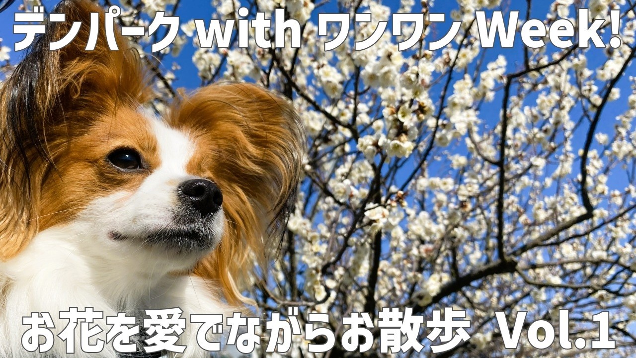 デンパークwithワンワンWeek! お花を愛でながらお散歩 Vol.1