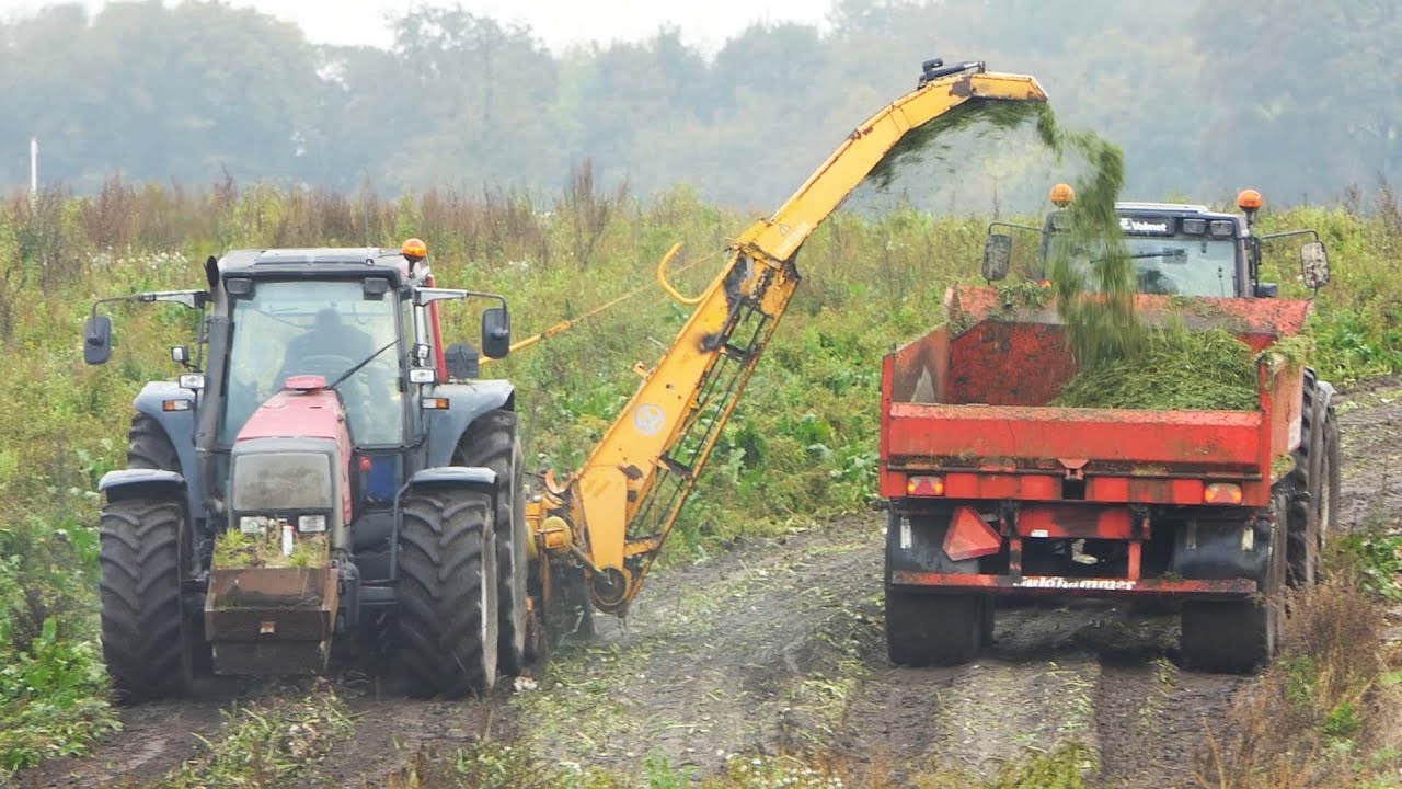 Valtra 8950 in the field cutting tops off Sugarbeets & Laying them for pickup | Beet Season 2022