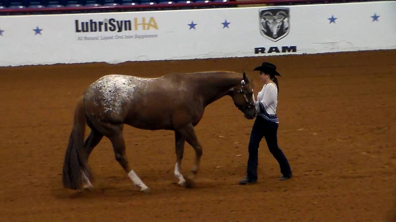 2016 Freestyle Shankless Showmanship Champions