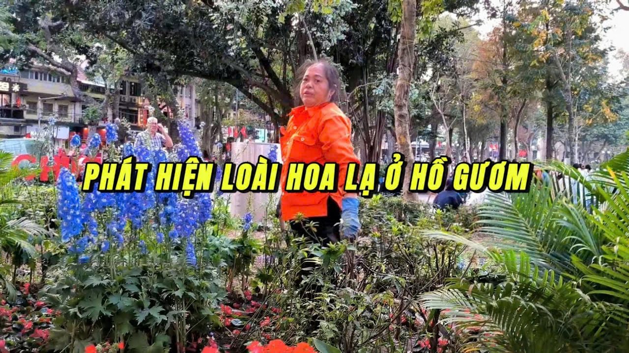 PHÁT HIỆN LOÀI HOA LẠ Ở HỒ HOÀN KIẾM CHIỀU GIÁP TẾT BÍNH NGỌ
