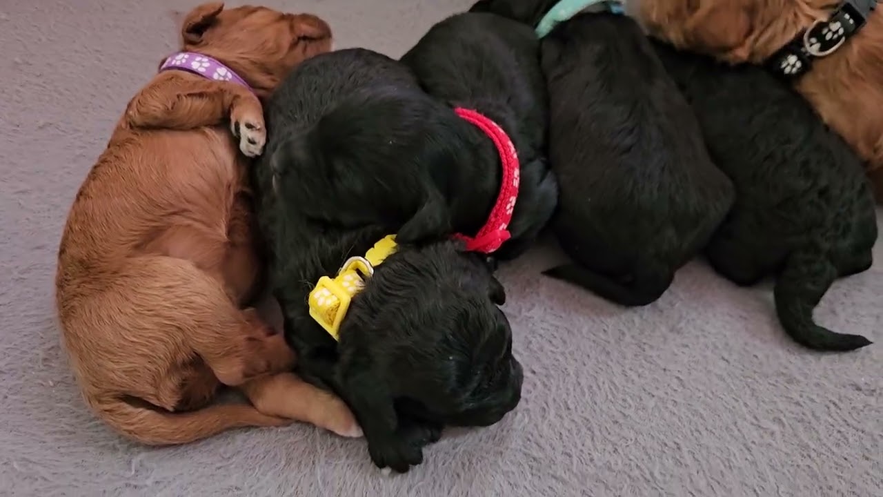 2 week old mini Goldendoodle pups