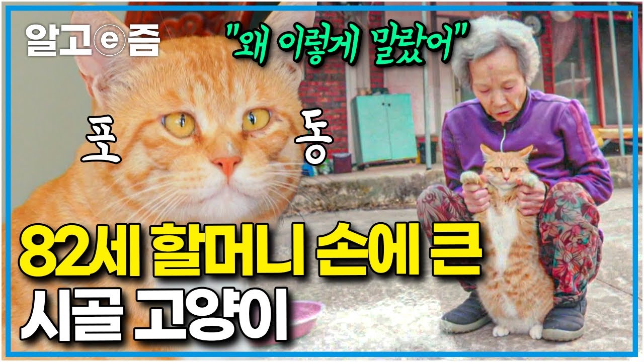 꼬리 꺾인 고양이의 집사가 되어준 할머니, 할아버지! 그러나 연로하신 탓에 병원 한 번 데려가 보지 못했다는데.. │고양이를 부탁해│알고e즘