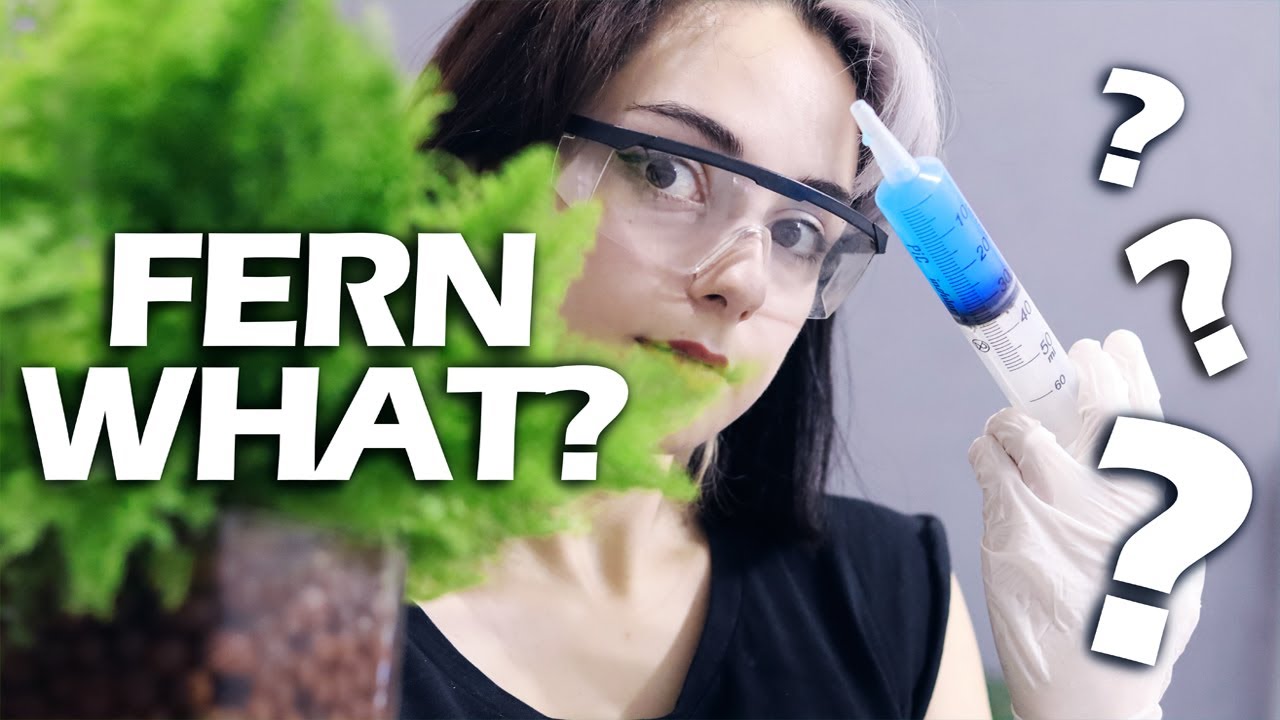 Can Ferns Survive In Water? Hydroponics Experiment | Fern Repotting in Leca + 1 Month Update  🌿