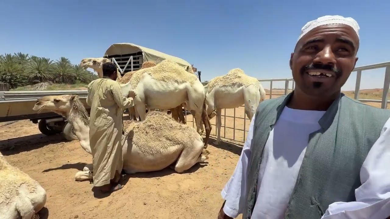 عوايد السودان يضربون بعض