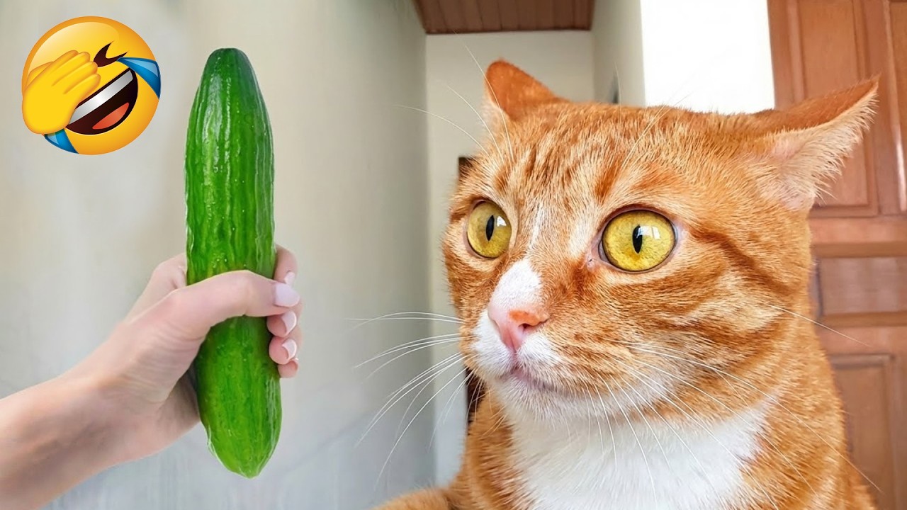Silliest CATS on the Earth 😂  New Funniest Dogs and Cats 2026 🐶 😹