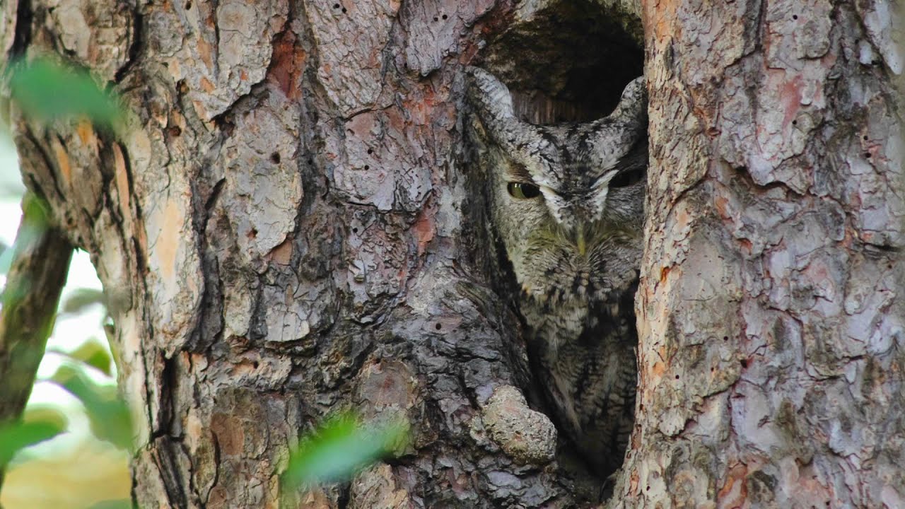 Through the Lens: Eastern Screech-Owl Camouflage