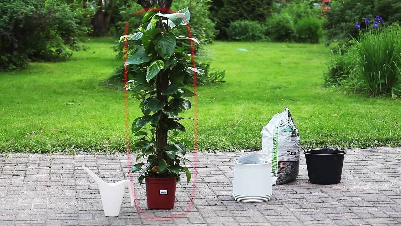 Airy indoor air filtering pot installation tutorial