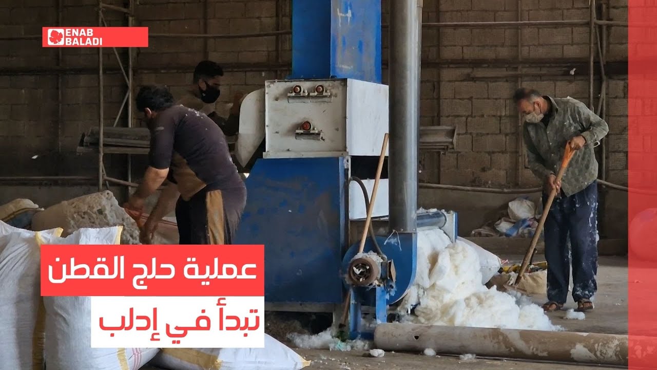 عملية حلج القطن تبدأ في إدلب