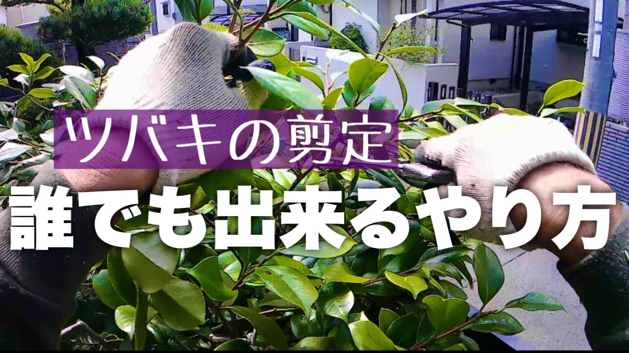 超簡単（椿剪定の仕方）プロが教える有料級剪定動画。