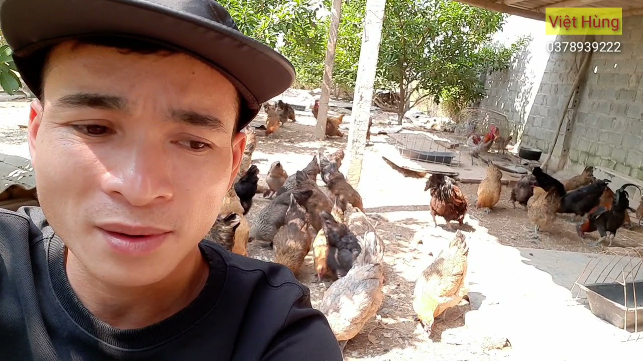 CÁCH NHẬN BIẾT GÀ H'MÔNG BẢN ĐỊA THEO CÁC ĐẶC ĐIỂM VÀ TIÊU CHÍ.