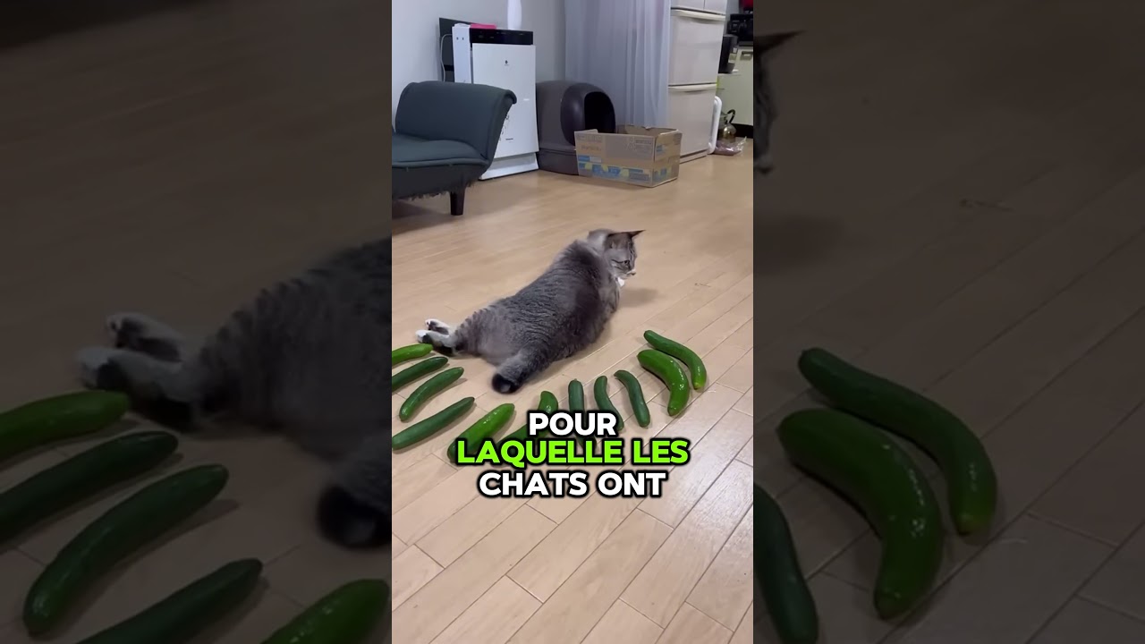 Pourquoi les chats ont-ils peur des concombres ? 🐱🥒😅