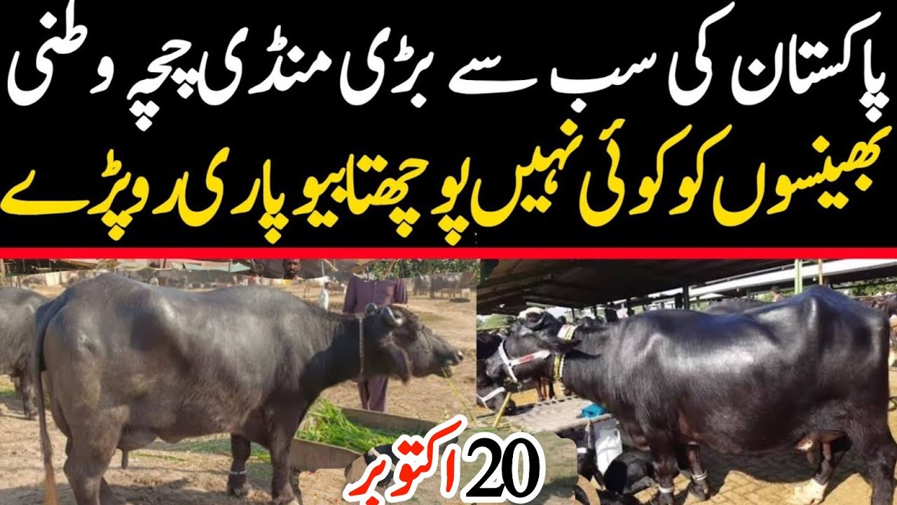 Chichawatni Mandi 2025 | Heavy Buffaloes For Sale | Malumor Janwar Mandi