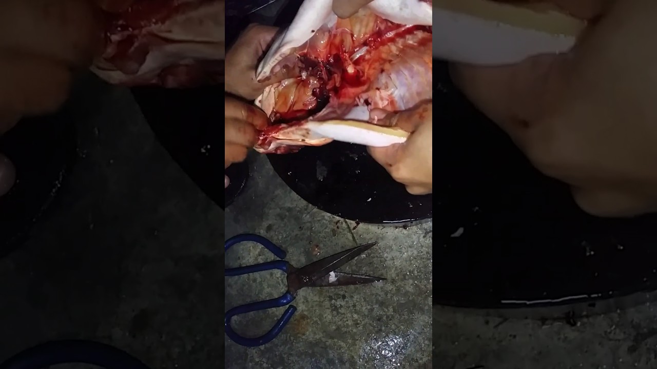 Sesi menyiang ikan patin 2kg 😂