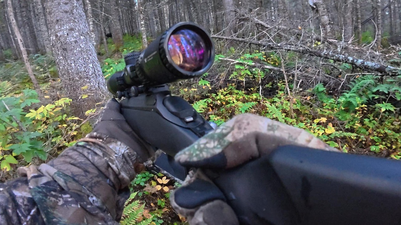 Chasse &agrave; l'orignal &agrave; la R&eacute;serve Faunique de Matane
