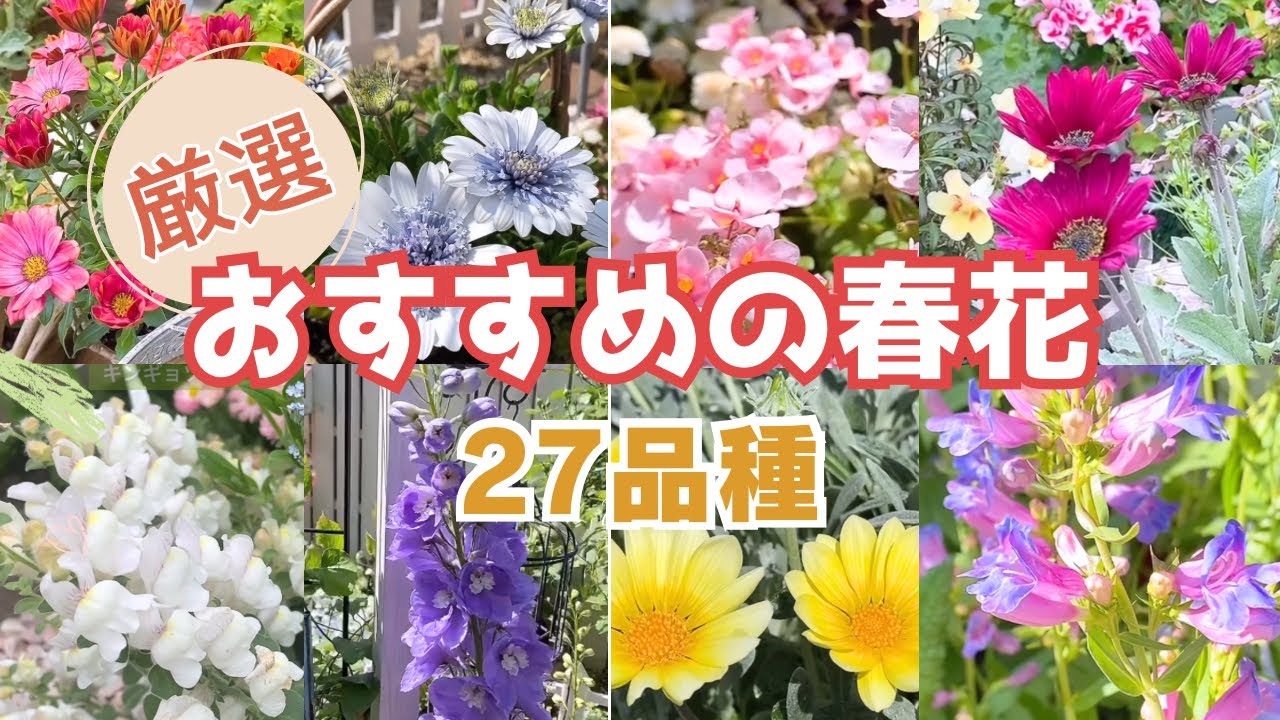 【厳選🌸おすすめの春花27品種】お庭に咲いた綺麗な春花/一年草、多年草、宿根草